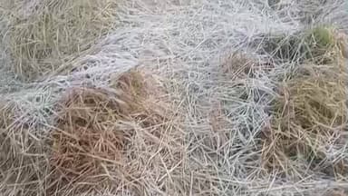 जशपुर: जशपुर में कड़ाके की ठंड का प्रकोप, शहर से पहाड़ तक जमने लगा पाला