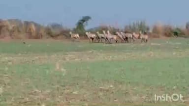पटेरा: नीलगायें खेतों में खड़ी फसलों को कर रही हैं बर्बाद, नयागांव से झुंड के वीडियो वायरल