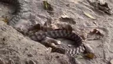 तरबगंज: तरबगंज तहसील में निकला अजीब किस्म का सांप, बना कौतूहल का विषय, वीडियो हुआ वायरल