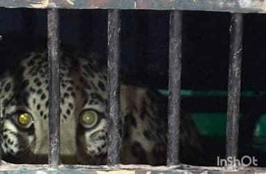 आरमोरी: देऊळगाव इंजेवारी परीसरातील ३ महिलाना ठार करणारा नरभक्षक बिबट अखेर जेरबंद