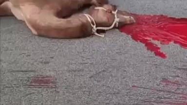 छत्तरगढ़: सत्तासर के पास ऊंटनी से टकराई बाइक, ऊंटनी की हुई मौत, बाइक सवार घायल