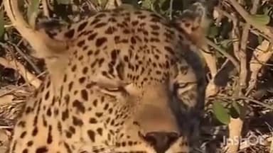 जळकोट: माळ हिप्परगा परिसरात बिबट्या आल्याची अफवा..