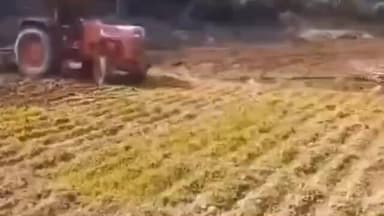 लावालौंग: बेंगोखुर्द गांव में पुलिस टीम ने 1 एकड़ भूमि पर लगी अफीम की खेती को किया नष्ट