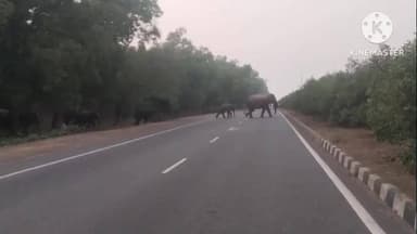 ବଡସାହି: ବଗଲପୁର ଠାରେ ୧୮ନଂ ଜାତୀୟରାଜପଥ ଅତିକ୍ରମ କଲେ ବଣୁଆ ହାତୀପଲ, ରାସ୍ତା ଅତିକ୍ରମ ସମୟରେ ଯାତାୟାତକୁ ବନ୍ଦ ରଖିଥିଲା ବନବିଭାଗ