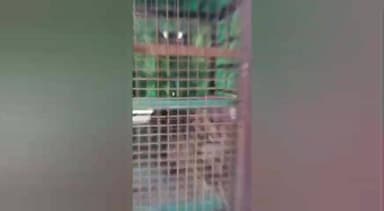 ತಿರುಮಕೂಡಲು ನರಸೀಪುರ: ಟಿ ನರಸೀಪುರದ ಬೂದಳ್ಳಿ ಗ್ರಾಮದಲ್ಲಿ ಐದು ವರ್ಷದ ಗಂಡು ಚಿರತೆ ಸೆರೆ