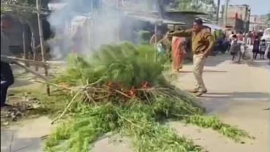 জলঙ্গি: খয়রামারি এলাকায় পুলিশের হানা, গাঁজা গাছ কেটে পুড়িয়ে নষ্ট