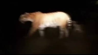 ദേവികുളം: മൂന്നാർ മാട്ടുപ്പെട്ടിയിൽ കടുവ ഇറങ്ങി എന്ന തരത്തിൽ പ്രചരിച്ച ദൃശ്യം വ്യാജമെന്ന് വനം വകുപ്പ് ഉദ്യോഗസ്ഥർ