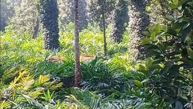 ദേവികുളം: കാട്ടാനകൂട്ടം പതിവായി ജനവാസ മേഖലയിൽ, തോട്ടം തൊഴിലാളികൾ ബോഡിമെട്ട് വനം വകുപ്പ് ഓഫീസ് ഉപരോധിച്ചു