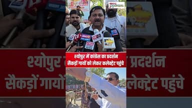 कांग्रेस का प्रदर्शन, सैकड़ों गायों को लेकर पहुंचे कलेक्ट्रेट| #sheopur #mp #congressprotest #viral