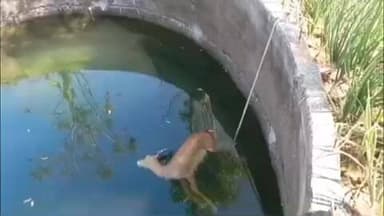 चांदवड: तळेगाव येथे विहिरीत हरीण पडून मृत्यू