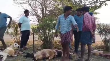 తాడేపల్లిగూడెం: పెద్ద తాడేపల్లి జాతీయ రహదారిపై వ్యాన్ ఢీకొని 15 గొర్రెలు మృతి