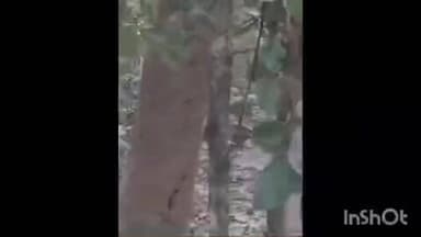 मिहींपुरवा: मिहींपुरवा कतर्नियाघाट जंगल सफारी में बाघ की sighting से पर्यटक हुए उत्साहित, पर्यटन को मिल रहा है बढ़ावा