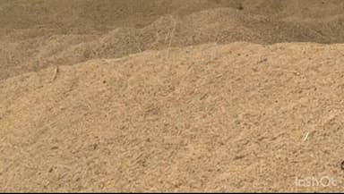 नारदीगंज: नारदीगंज प्रखंड में पैक्स अध्यक्ष ने 26 दिन बीत जाने के बावजूद भी धान की खरीदारी नहीं की