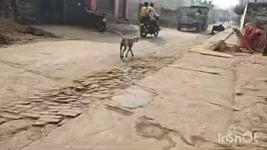 सुगौली: सुगौली के उत्तरी क्षेत्र के पंचायत के कई गांवों में पागल कुत्ते का आतंक, दर्जनों लोगों को काटा