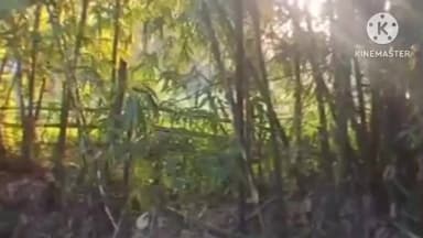 দেৰগাঁও: দেৰগাঁৱত বাঘৰ মুক্ত বিচৰণ,কথমপি প্ৰাণ ৰক্ষা এগৰাকী বৃদ্ধাৰ