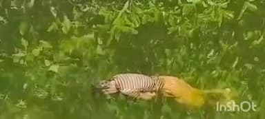 మణుగూరు: బూర్గంపాడు మండలం ముసలమడుగు గ్రామపంచాయతీ వెనుక ఉన్న వాగులు గుర్తుతెలియని మృతదేహాన్ని గుర్తించిన స్థానికులు