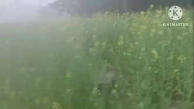 पट्टी: सैफाबाद बाजार में मोबाइल दुकान मालिक के घर से नगदी वागहने समेत करीब ₹8.5 लाख की चोरी