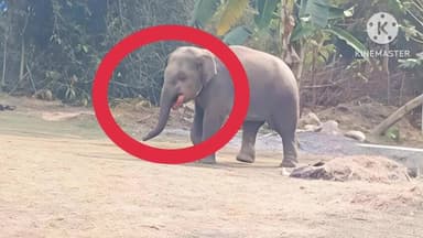 ବଡସାହି: ନୀଳଗିରିରୁ କ୍ଷତାକ୍ତହୋଇ ବେତନଟୀ ରେଞ୍ଜ ନଡପୁରକୁ ବାହୁଡ଼ିଲା ମାଈହାତୀ, ଯନ୍ତ୍ରଣା ଜ୍ୱାଳାରେ ଦୌଡ଼ିବୁଲୁଥିବାରୁ ହୋଇପାରୁନି ଟ୍ରାଙ୍କୁଲାଇଜ