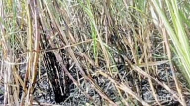 शिरुर अनंतपाळ: शॉर्टसर्किटमुळे तिपराळ येथे ऊस जळून खाक