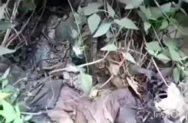 ಉಡುಪಿ: ಅಂಬಲಪಾಡಿ ರಾಷ್ಟ್ರೀಯ ಹೆದ್ದಾರಿಯ ಗಿಡಗಂಟಿಗಳ ನಡುವೆ ಅಪರಿಚಿತ ಅಸ್ತಿಪಂಜರ ಪತ್ತೆ