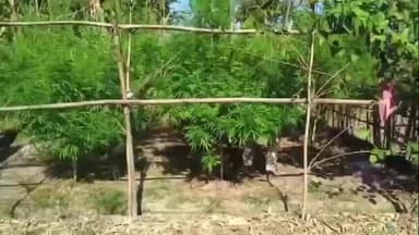 ময়নাগুড়ি: ১৫০টি গাছ নষ্ট করল ভোটপাট্টি আউট পোস্টের পুলিশ