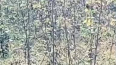 पाथ्री: पाथरी तालुक्यातील रेनाखळीत ट्रॅप कॅमेऱ्यात बिबट्या दिसला ; शेतकऱ्यांनी
सतर्क रहावे वनविभागाचे आवाहन