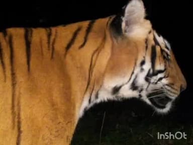 ಮೂಡಿಗೆರೆ: ಭಾರತಿಬೈಲ್ ಸುತ್ತಮುತ್ತ ಹುಲಿ ಸಂಚಾರ.! ಸಿಸಿ ಕ್ಯಾಮೆರಾದಲ್ಲಿ ದೃಶ್ಯ ಸೆರೆ.!