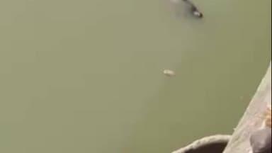 कैंपियरगंज: कैंपियरगंज में युवती ने पुल से नदी में छलांग लगाई, नाविकों ने बचाई जान, लोग बनाते रहे वीडियो