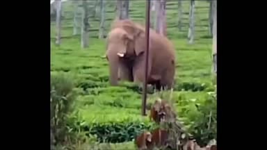 பந்தலூர்: பிதிர்காடு வனச்சரகத்திற்கு உட்பட்ட பகுதிகளில் காட்டு யானைகள் நடமாட்டம் குறித்த தகவல்