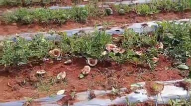 ಯಲಬರ್ಗ: ತಾಳಕೇರಿ ಗ್ರಾಮದಲ್ಲಿ ಕಲ್ಲಂಗಡಿ ಹಣ್ಣಿನ ತೋಟಕ್ಕೆ ಕರಡಿ ದಾಳಿ ಅಪಾರ ಪ್ರಮಾಣದಲ್ಲಿ ಬೆಳೆ ನಾಶ