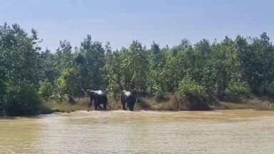 ଯଶିପୁର: କରଞ୍ଜିଆ ବନଖଣ୍ଡ ରେ ଥମୁନି ହାତୀ ଆତଙ୍କ । ଆଜି ପୃଥକ ପୃଥକ ସ୍ଥାନରେ ଅଛନ୍ତି ୨୮ ଟି ହାତୀ