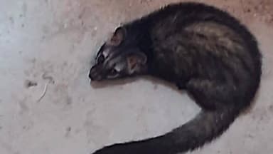 दमयंती नगर: दमोह-जबलपुर मार्ग पर होटल की लिफ्ट में दिखा कबर बिज्जू, कर्मचारियों में हड़कंप