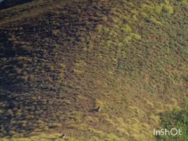 ಚಿಕ್ಕಮಗಳೂರು: ಪ್ರಸಿದ್ಧ ಪ್ರವಾಸಿ ಸ್ಥಳ ಮುಳ್ಳಯ್ಯನ ಗಿರಿ ಬಳಿ ಹುಲಿಗಳು ಪ್ರತ್ಯಕ್ಷ.! ಫೋಟೋ ವೈರಲ್.!