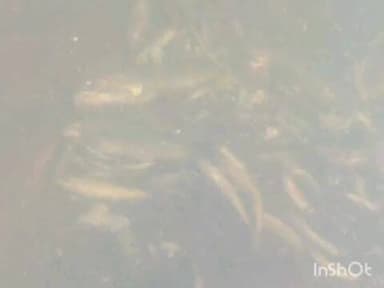 ಮೂಡಿಗೆರೆ: ಬಿರಂಜಿ ಹಳ್ಳಕ್ಕೆ ಕಾಫಿ ಪಲ್ಪಿಂಗ್ ನೀರು.! ಸಾವಿರಾರು ಮೀನು, ಮರಿಗಳು ಸಾವು.!?