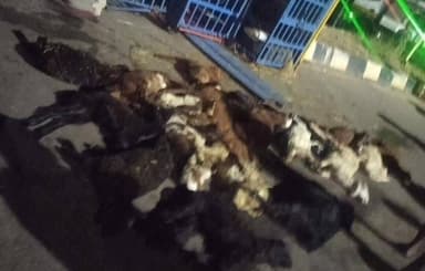 ಕೊಳ್ಳೇಗಾಲ: ಕೊಳ್ಳೇಗಾಲದ ನರೀಪುರ ಪಾಳ್ಯ ಕ್ರಾಸ್ ಬಳಿ ಇಚರ್ ವಾಹನ ಪಲ್ಟಿ; 25 ಆಡು–ಕುರಿ ಮರಿಗಳ ಸಾವು