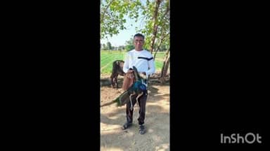 બાયડ: બાયડ ગામની સીમના એક ખેતરમાં બીમાર હાલતમાં મળેલ રાષ્ટ્રીય પક્ષીને મોરને ખેડૂતે વન વિભાગને સોંપ્યો