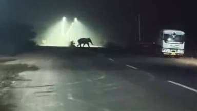 नीमडीह: झुंड से बिछड़ा जंगली हाथी आधी रात को एनएच 32 पर घूमा, पारकीडीह में सूअर को मार डाला