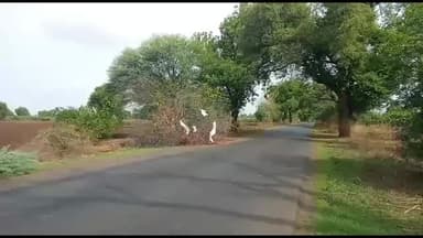 रावेर: खिर्डी ते रेंभोटा रस्त्यावर गोवंश वाहतूक करणारे वाहन पकडले, एक लाख ५२ हजाराचा मुद्देमाल जप्त,निंभोरा पोलीसात गुन्हा दाखल