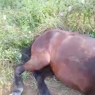 भोरंज: मझोह क्षेत्र में पालतू घोड़ी पर कुत्तों का हमला, घायल घोड़ी का इलाज जारी, पुलिस ने दर्ज किया मामला