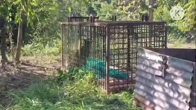 বোকাখাত: নুমলীগড়ৰ NRL ৰ নগৰাঞ্চলৰ কাজৰীৰ হিলটপ ত পিঞ্জৰাবদ্ধ , বন বিভাগৰ দল উপস্থিত