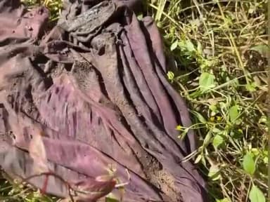 ग्राम देवगांव छापरझोडी नर्सरी में मिली अज्ञात मृतिका, बिरसा पुलिस कर रही परिजनों की तलाश