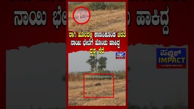 ರಾಗಿ ಹೊಲದಲ್ಲಿ ಕಾಣಿಸಿಕೊಂಡ ಚಿರತೆ ನಾಯಿ ಭೇಟೆಗೆ ಹೊಂಚು ಹಾಕಿದ್ದ ದೃಶ್ಯ ಸೆರೆ