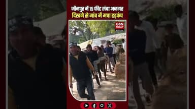 जौनपुर के केराकत में 15 फीट लंबा अजगर दिखने से गांव में दहशत #Jaunpur #Kerakat #Python #Ajgar