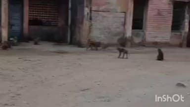 हर्रैया: सामुदायिक स्वास्थ्य केंद्र कप्तानगंज में बंदरों का आतंक, मरीज दहशत में दिख रहे हैं