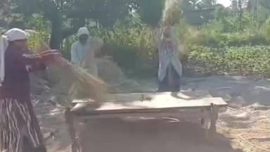 પારડી: વરઈ ગામ ખાતે કમોસમી વરસાદ બાદ બચેલા ડાંગરને ઝોળીને ભરડાવવાની કામગીરી શરૂ