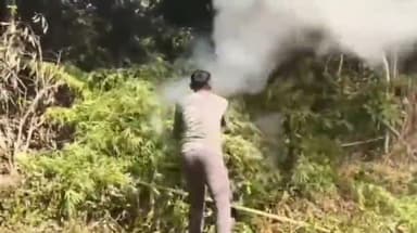 କଣ୍ଟାମାଳ: ବର୍ଡିବାହାଲ ଜଙ୍ଗଲ ରେ ଚଢ଼ାଉ କରି ହଜାର ହଜାର ଗଂଜେଇ ଚାଷ ନଷ୍ଟ