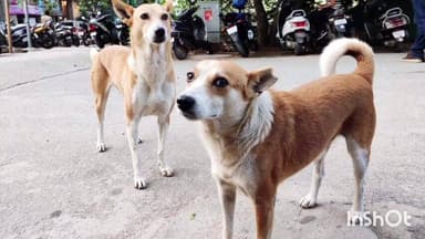 गलोड़: नेरी पंचायत के कमलाह और बलेटा गांव में पागल कुत्ते ने दो लोगों और आधा दर्जन पालतू पशुओं को काटा