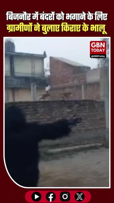 बिजनौर में बंदरों को भगाने के लिए ग्रामीणों ने बुलाए किराए के भालू #Bijnor #Monkeys #AnimalControl #VillageLife