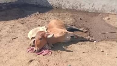 કોટડા સાંગાણી: કોટડા સાંગાણી ના સાંઢવાયા ગામે 80 ગાયો ના મૃત્યુ નીપજતા કલેક્ટર એ મુલાકાત લીધી