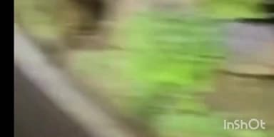 खेड: खेडमधील भरणे नका परिसरात बिबट्याचा वावर